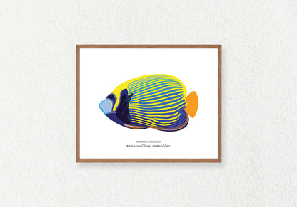 Fish Solo Prints