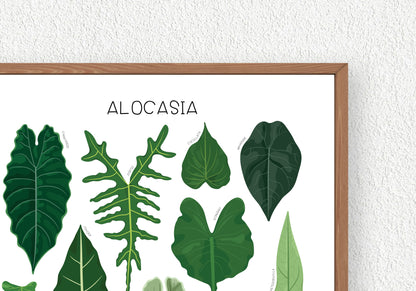 Alocasia Print