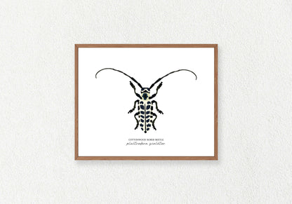 Beetle Solo Prints