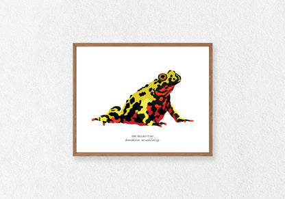 Toad Solo Prints