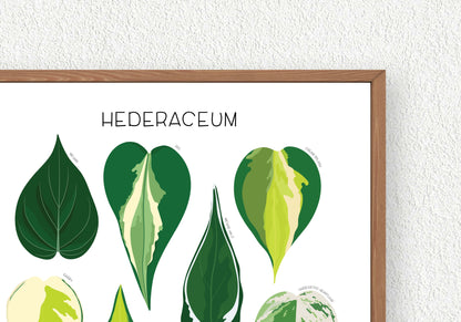 Hederaceum Print