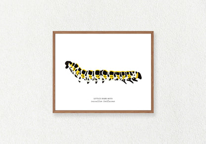 Caterpillar (Moth) Solo Prints