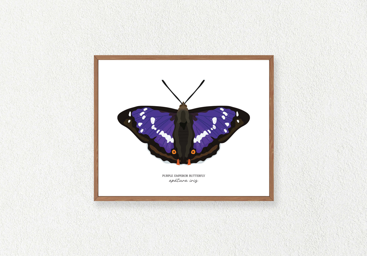 Butterfly Solo Prints