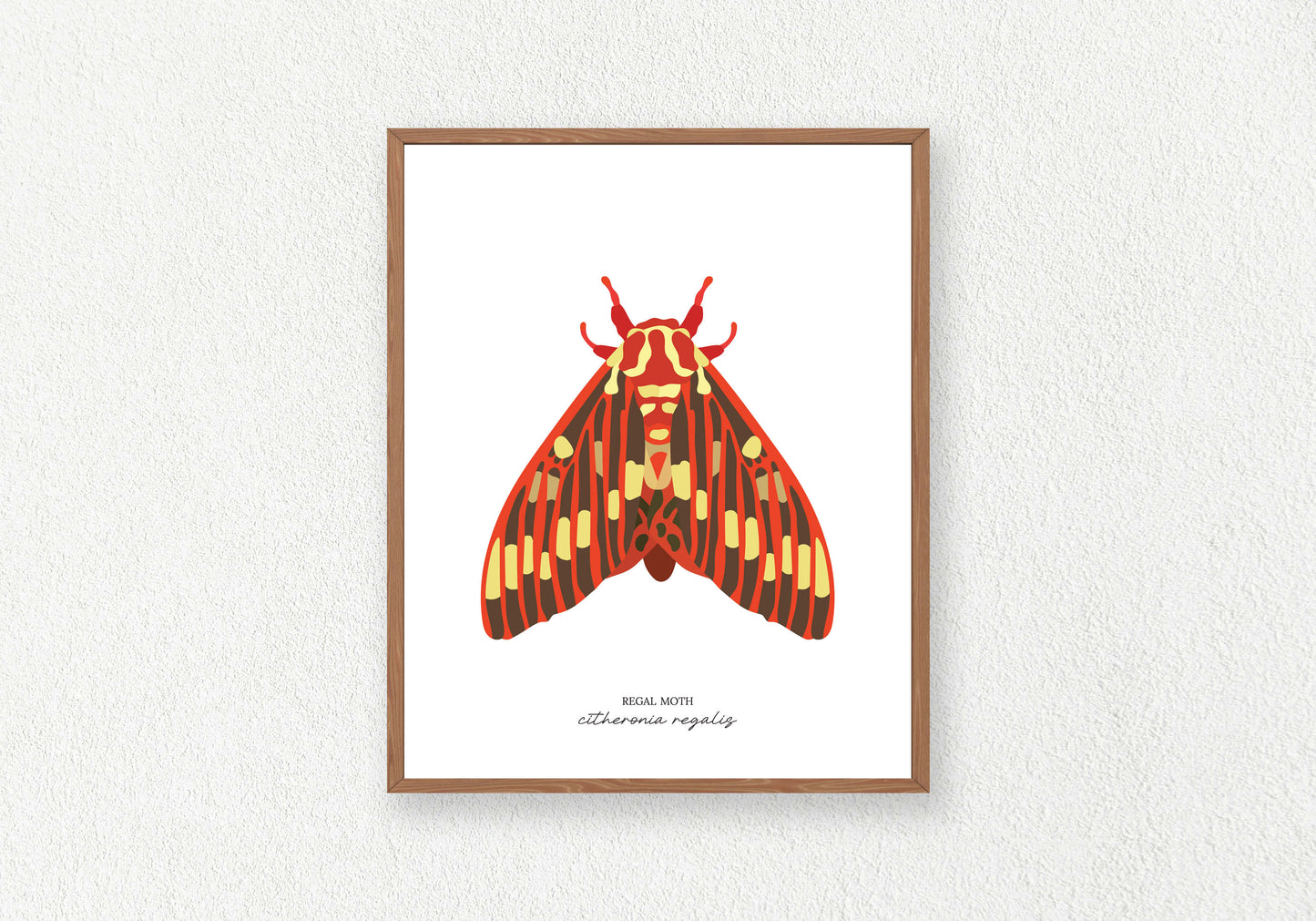 Moth Solo Prints