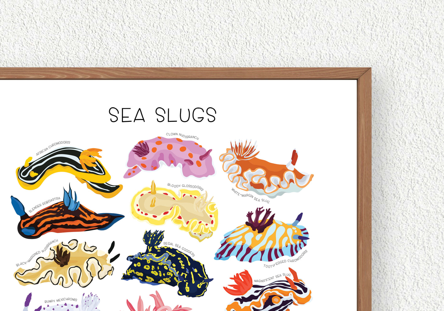 Sea Slug Print