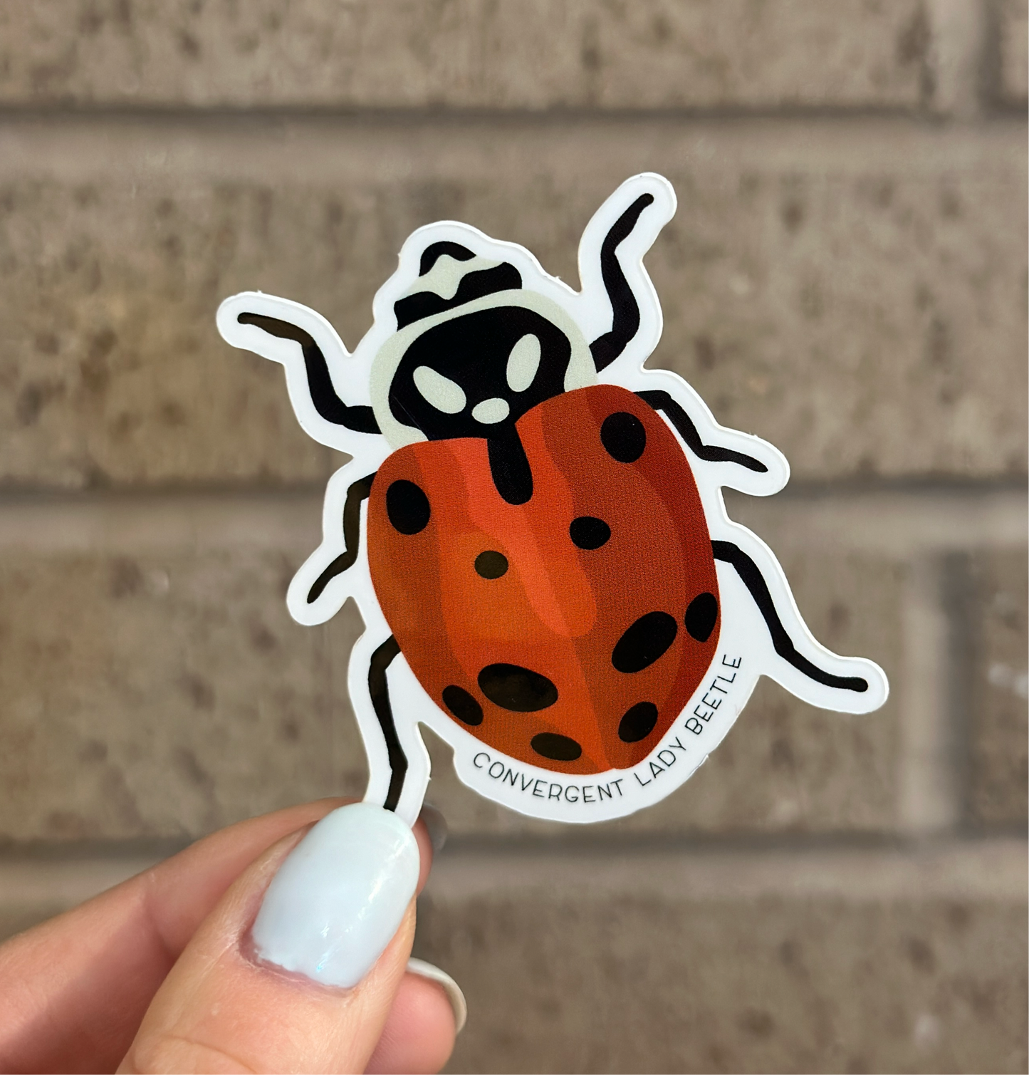 Convergent Lady Beetle Vinyl Sticker