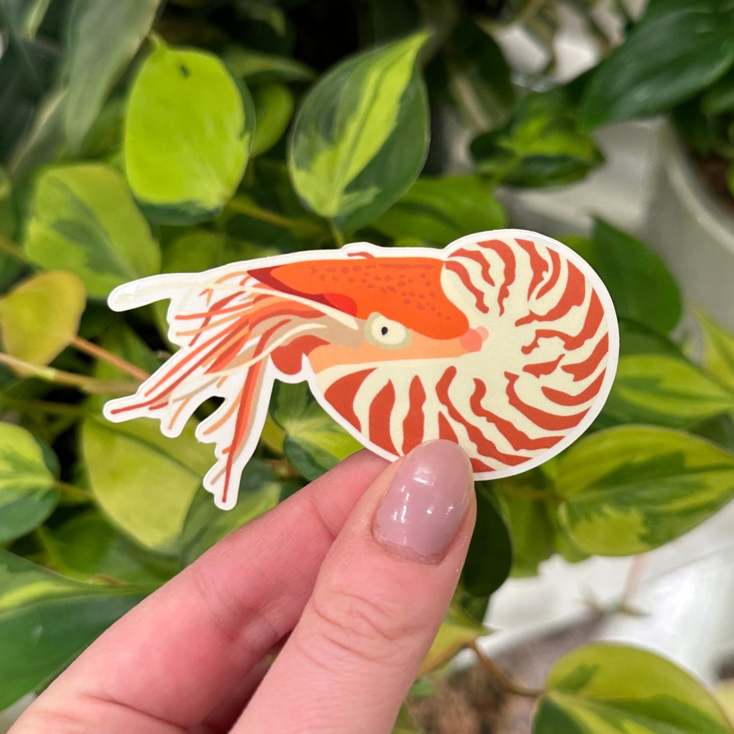 Nautilus Vinyl Sticker