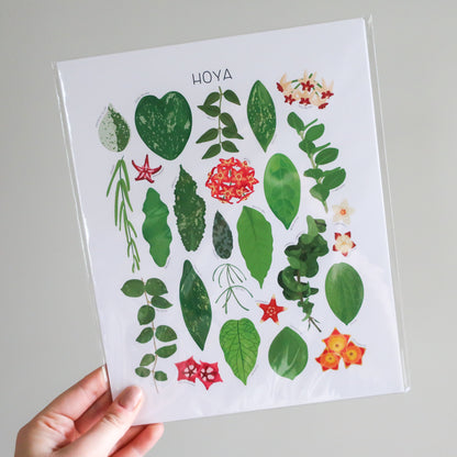 Hoya Print