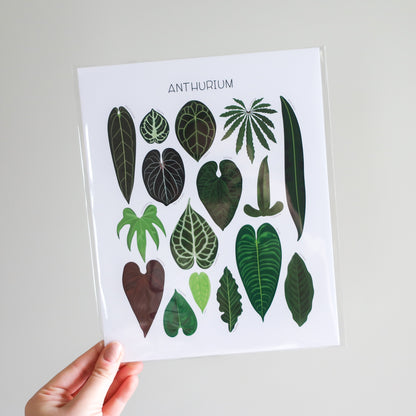 Anthurium Print