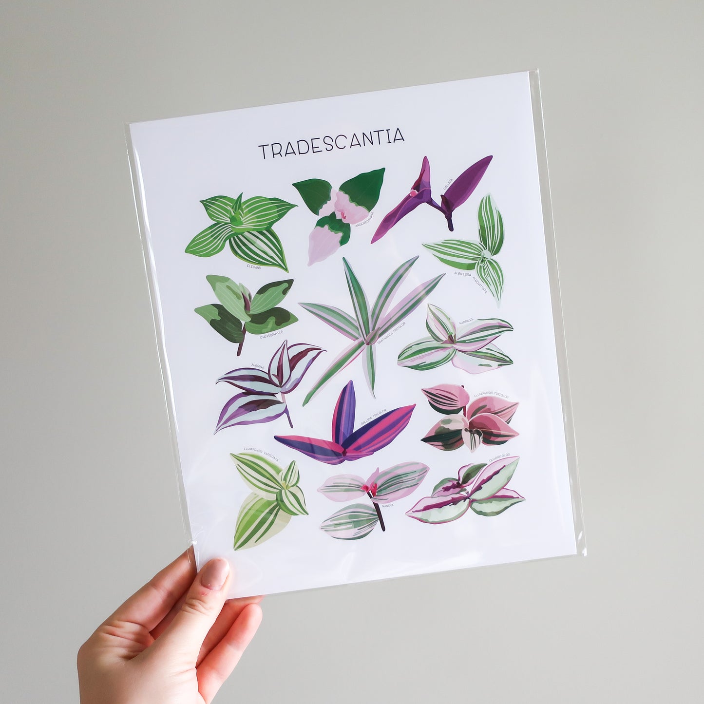 Tradescantia Print