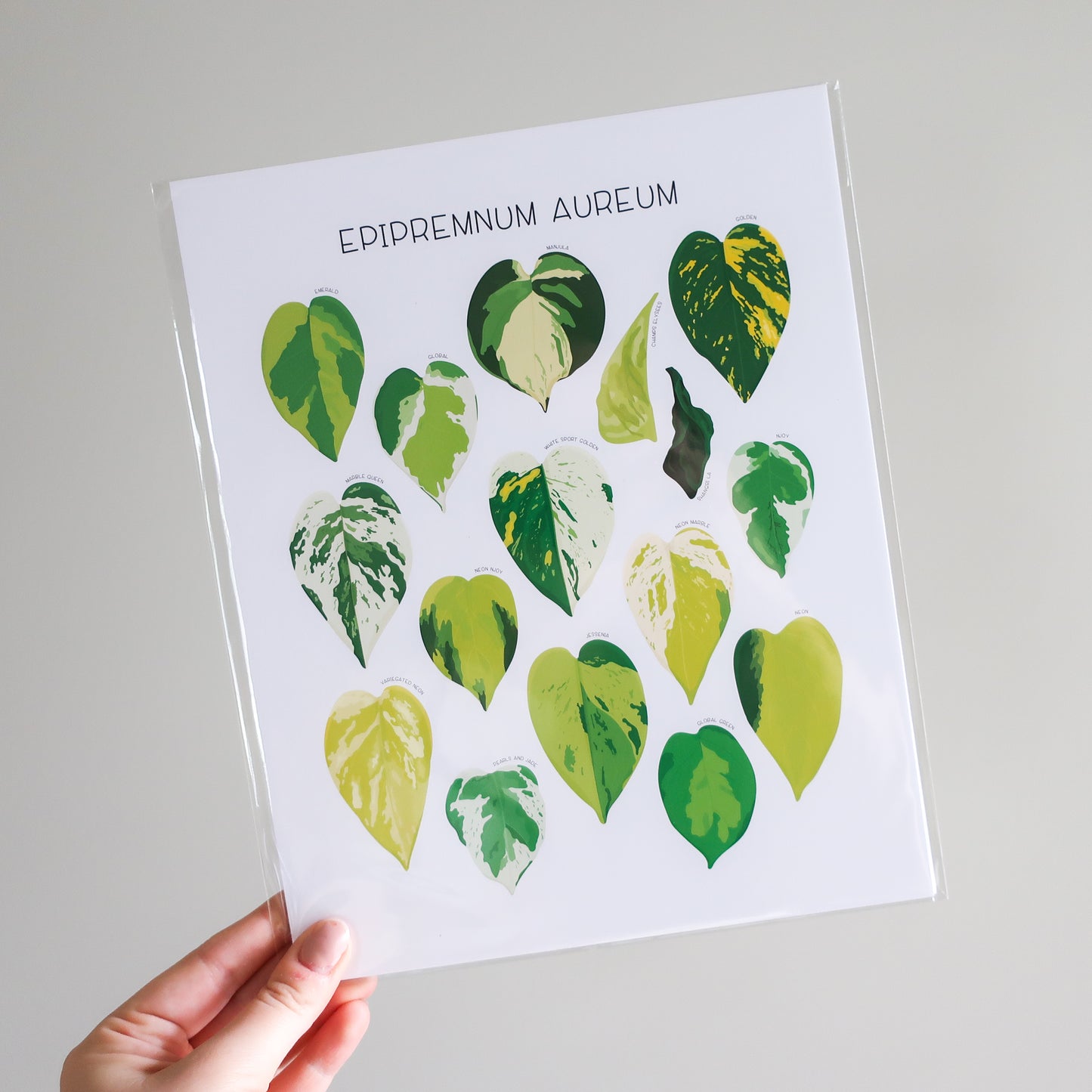 Epipremnum aureum Print