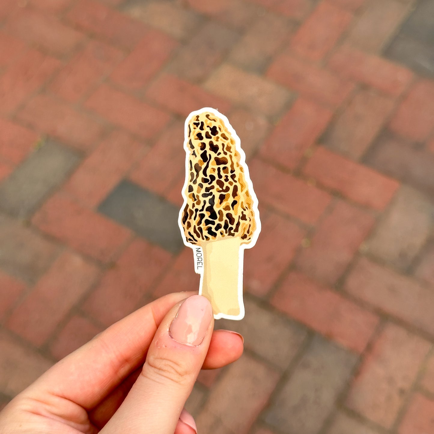 Morel Mushroom Vinyl Sticker