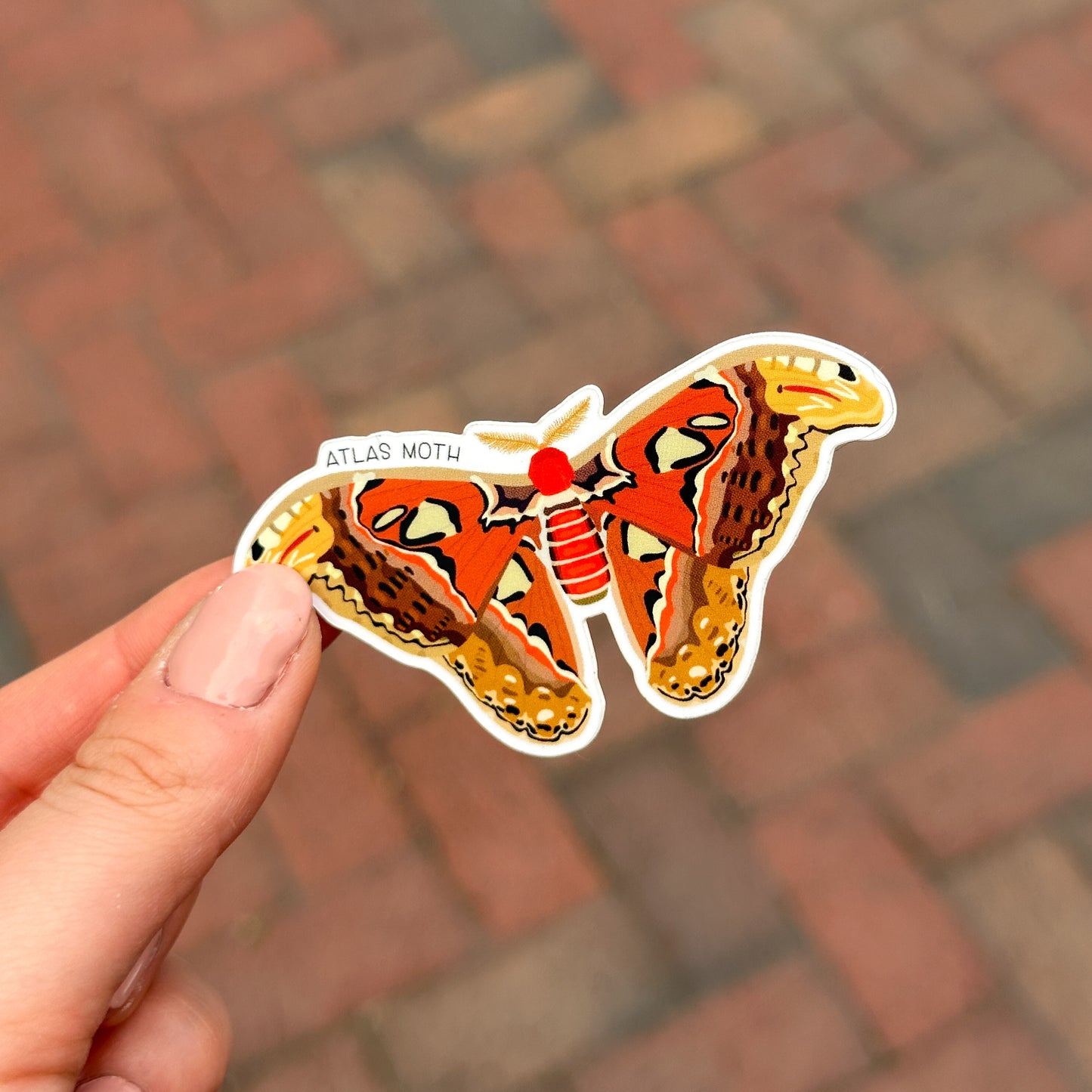 Atlas Moth Vinyl Sticker