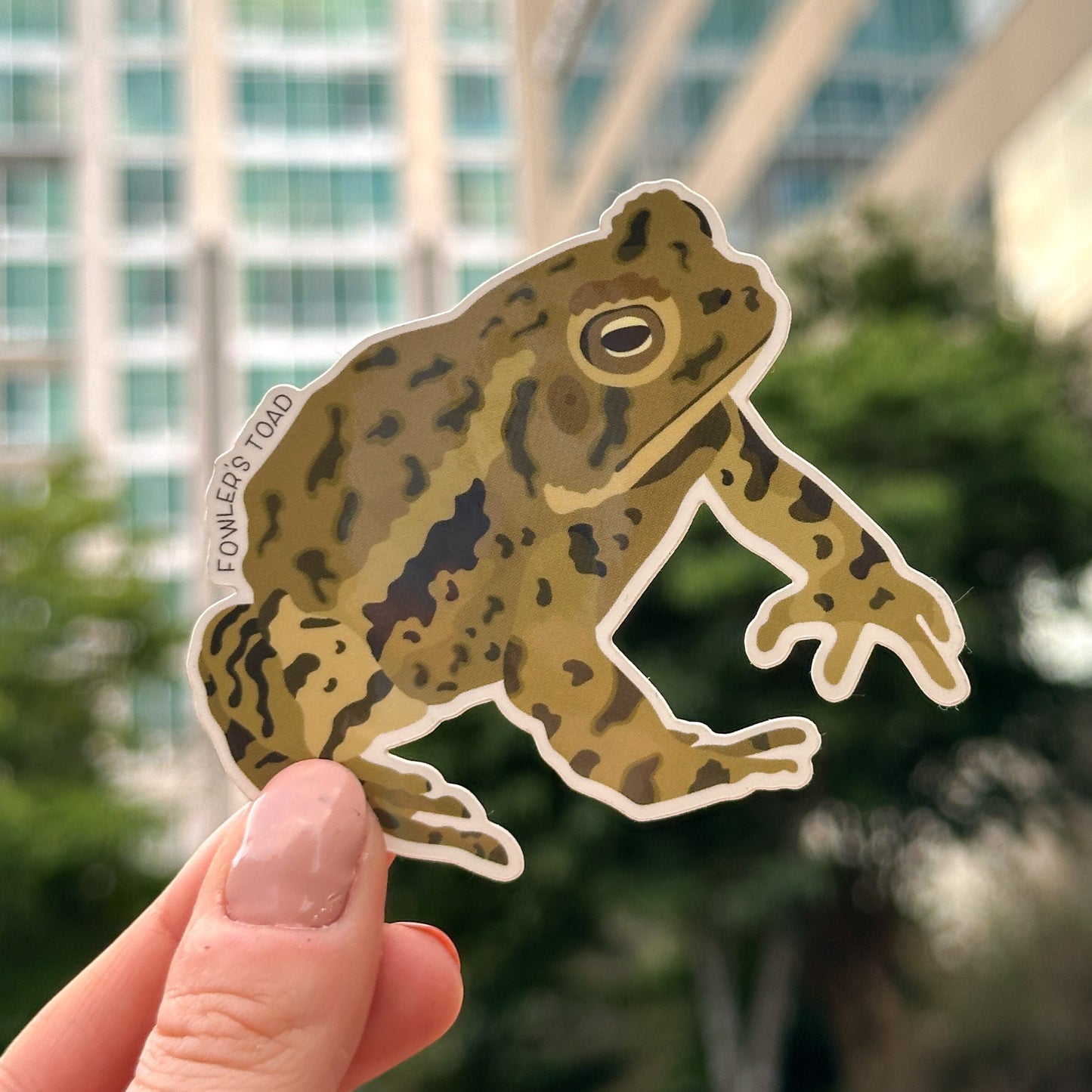 Fowler's Toad Vinyl Sticker