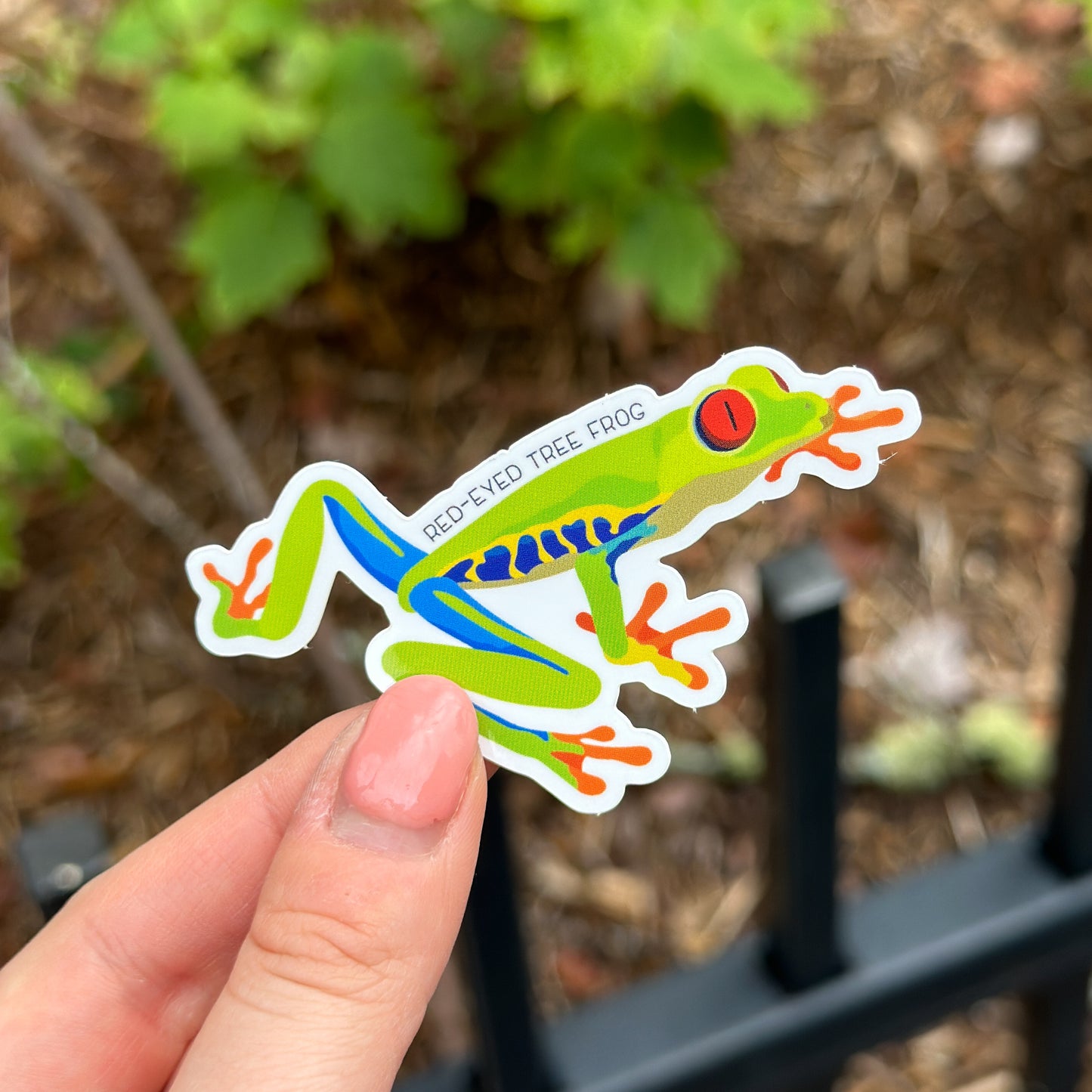 Red Eyed Tree Frog Vinyl Sticker