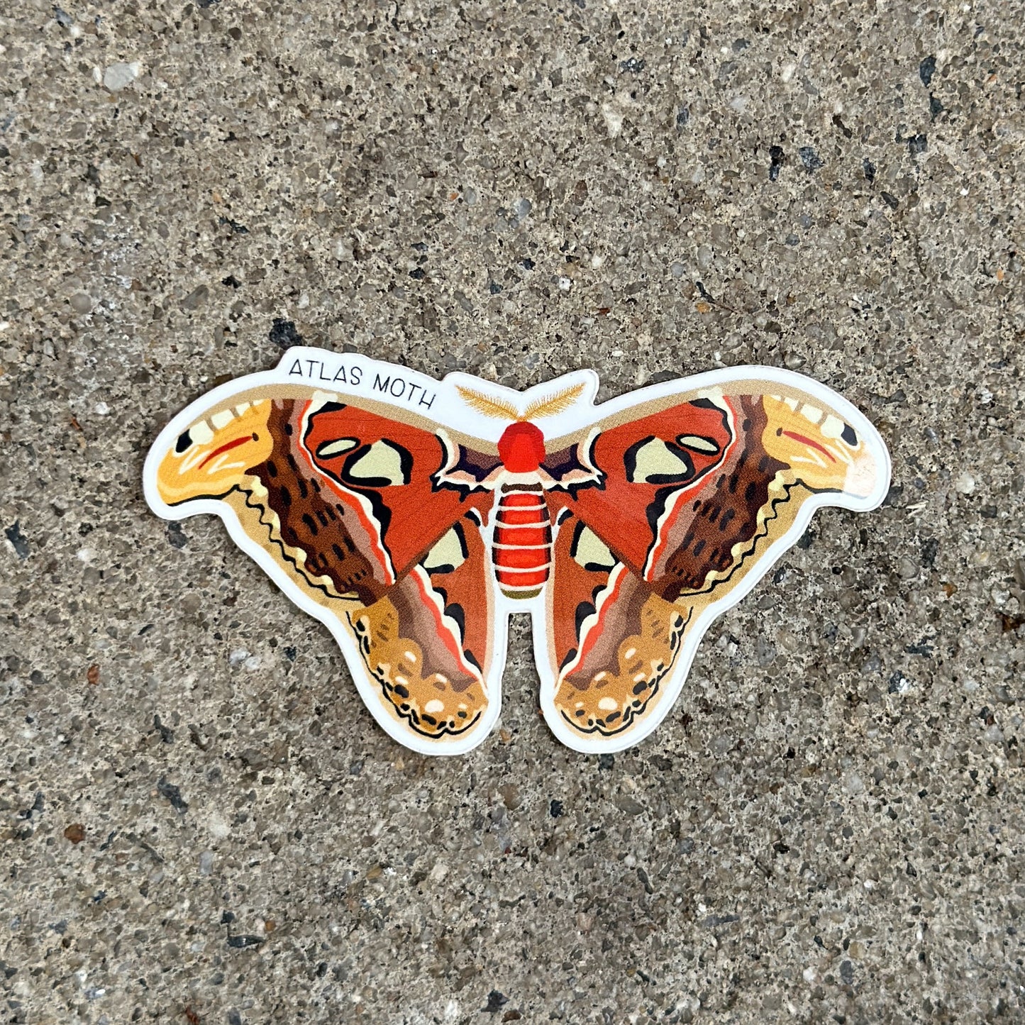 Atlas Moth Vinyl Sticker