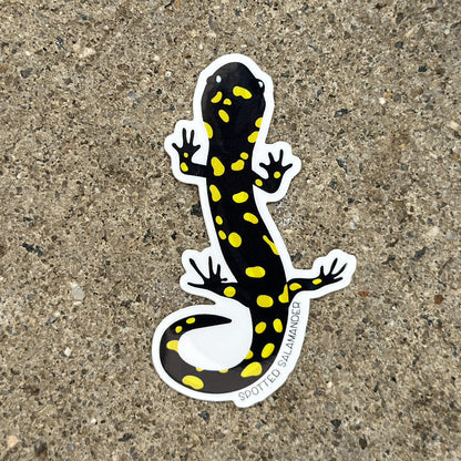 Spotted Salamander Vinyl Sticker