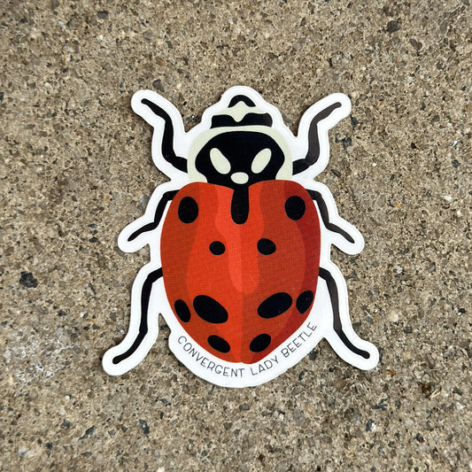 Convergent Lady Beetle Vinyl Sticker