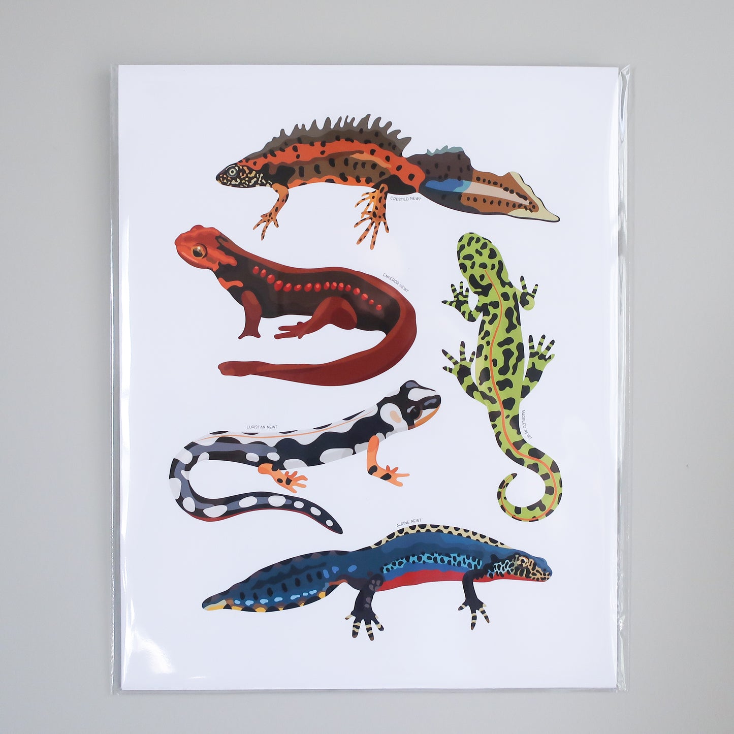 Newts Print