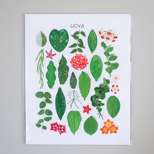 Hoya Print