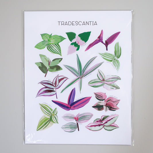 Tradescantia Print