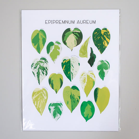 Epipremnum aureum Print