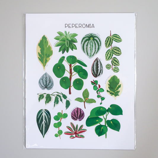 Peperomia Print