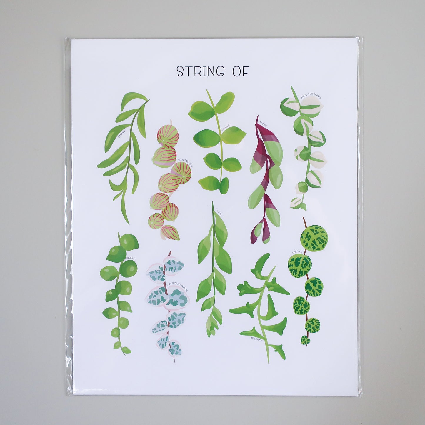 String of Plants Print