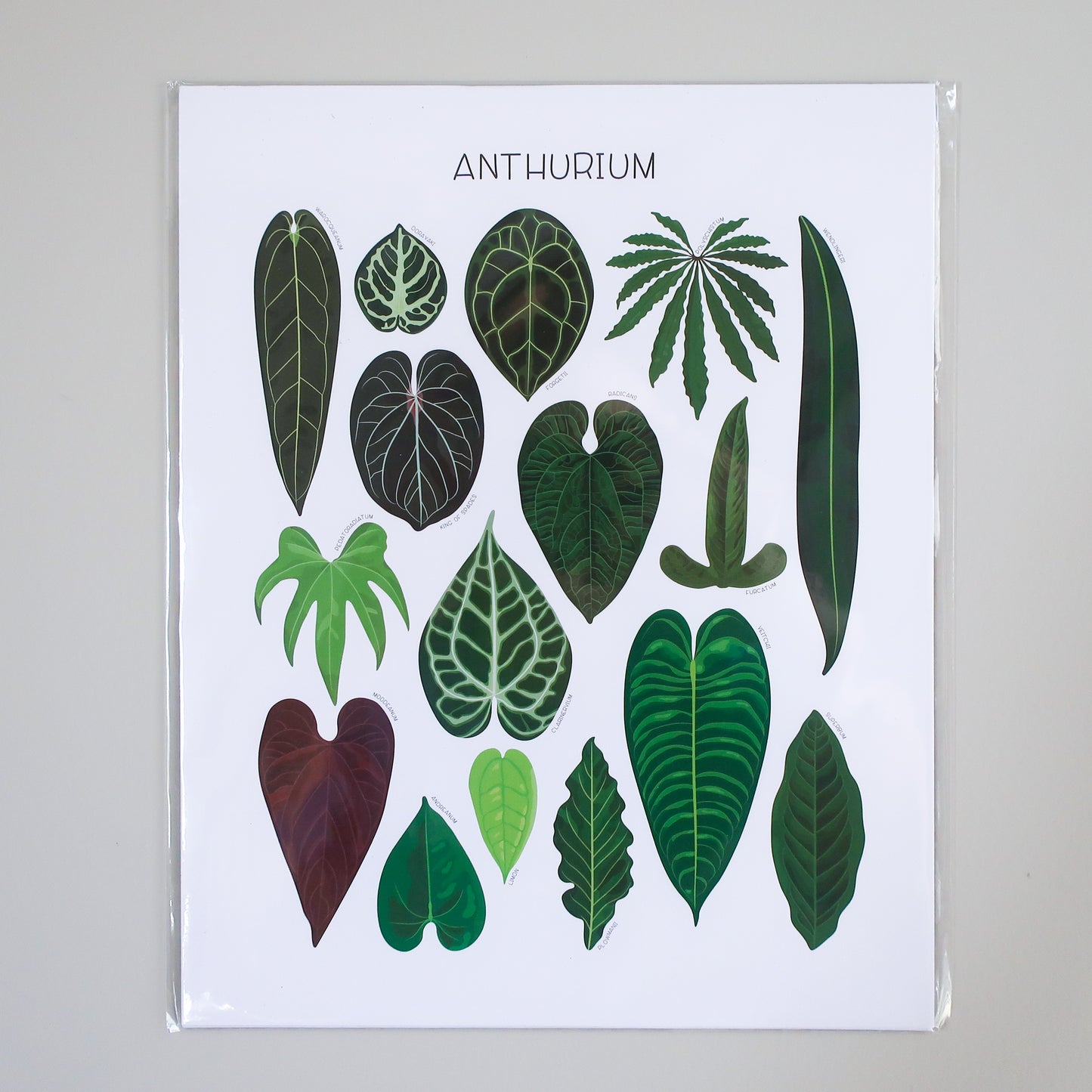 Anthurium Print