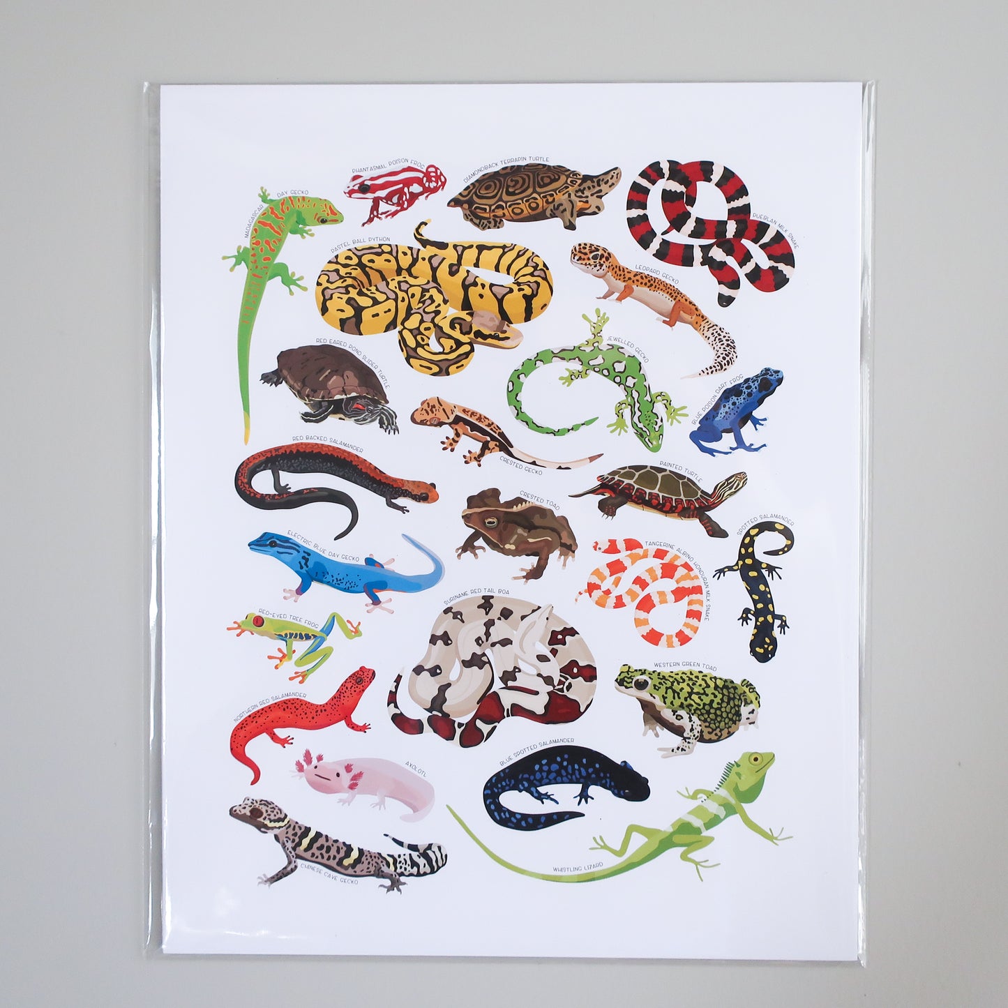 Reptiles & Amphibians Print