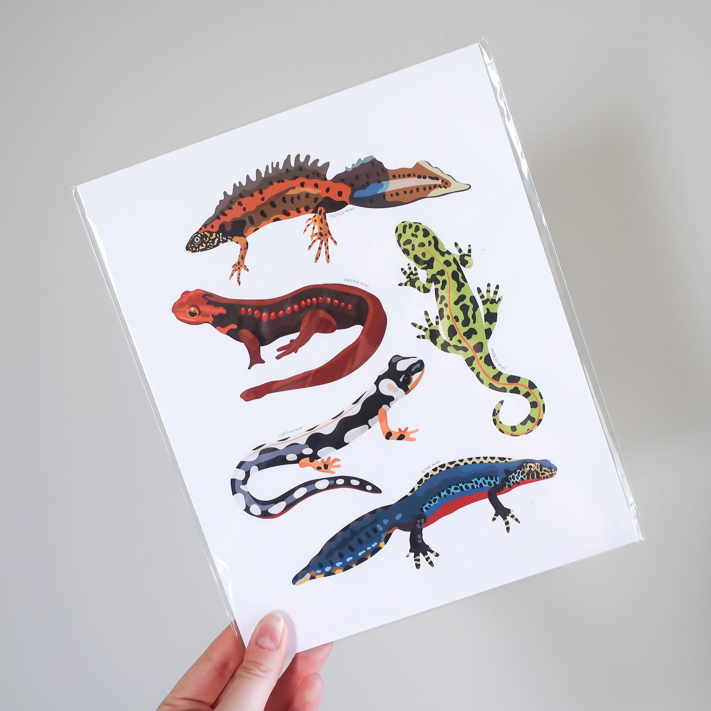 Newts Print