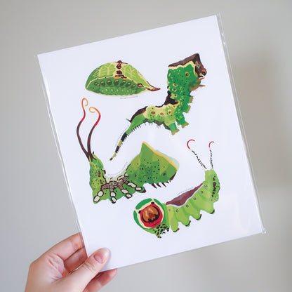 Crazy Caterpillars Print